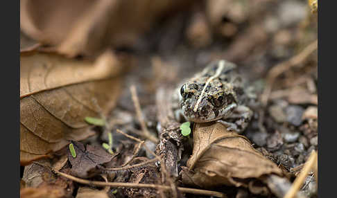 Pantherkröte (Amietophrynus regularis)