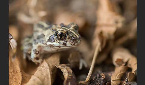 Pantherkröte (Amietophrynus regularis)