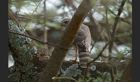 Gabarhabicht (Micronisus gabar)