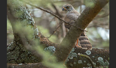 Gabarhabicht (Micronisus gabar)