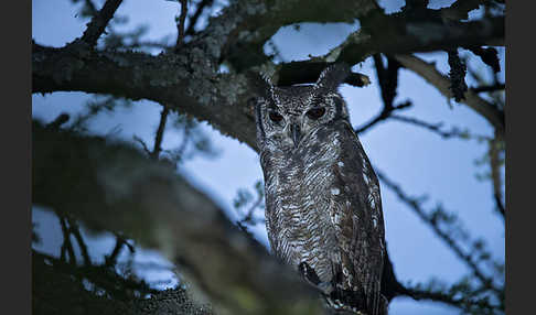 Grauuhu (Bubo cinerascens)