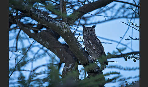 Grauuhu (Bubo cinerascens)