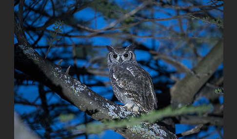 Grauuhu (Bubo cinerascens)