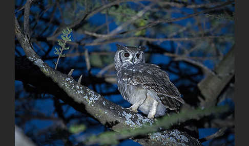 Grauuhu (Bubo cinerascens)