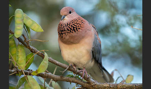 Palmtaube (Streptopelia senegalensis)