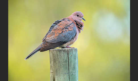 Palmtaube (Streptopelia senegalensis)