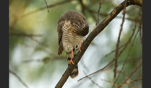 Gabarhabicht (Micronisus gabar)