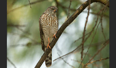 Gabarhabicht (Micronisus gabar)