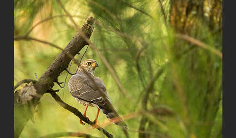 Gabarhabicht (Micronisus gabar)