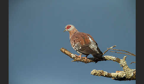 Guineataube (Columba guinea)