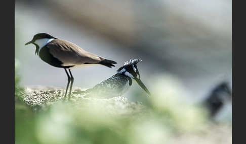 Graufischer (Ceryle rudis)