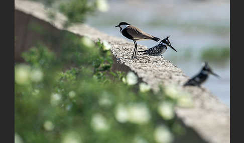 Graufischer (Ceryle rudis)