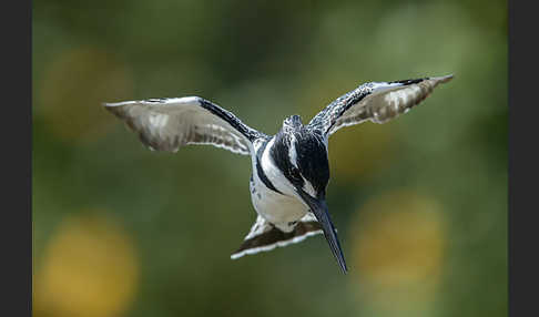 Graufischer (Ceryle rudis)