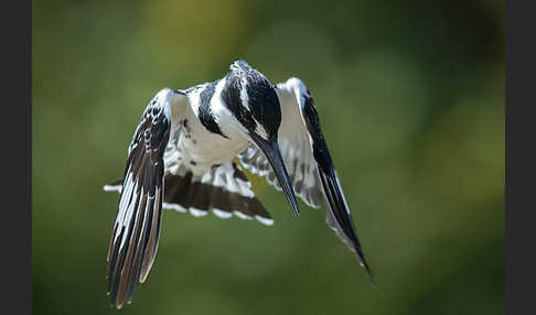 Graufischer (Ceryle rudis)