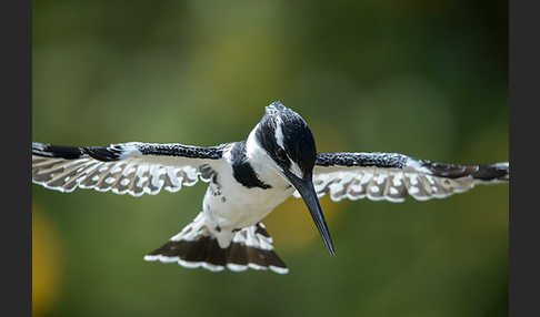 Graufischer (Ceryle rudis)