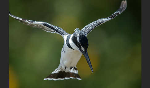 Graufischer (Ceryle rudis)