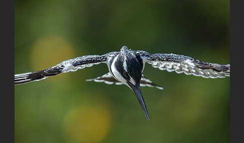 Graufischer (Ceryle rudis)