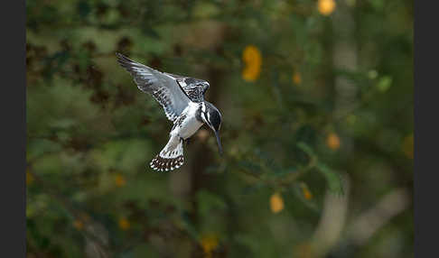 Graufischer (Ceryle rudis)