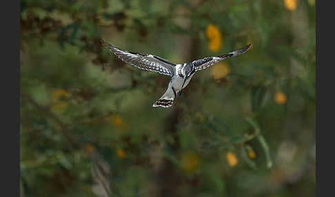Graufischer (Ceryle rudis)
