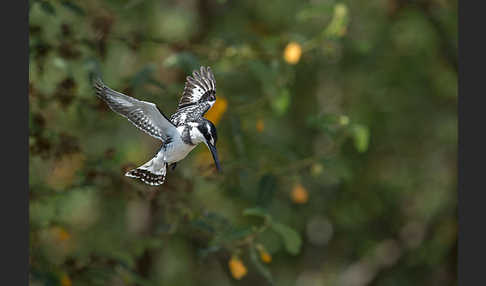 Graufischer (Ceryle rudis)