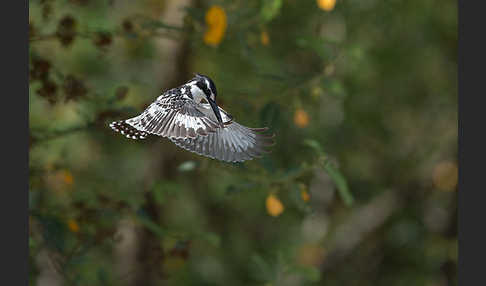 Graufischer (Ceryle rudis)