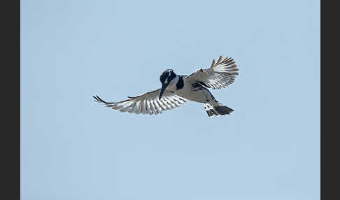 Graufischer (Ceryle rudis)