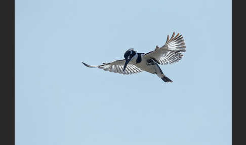 Graufischer (Ceryle rudis)