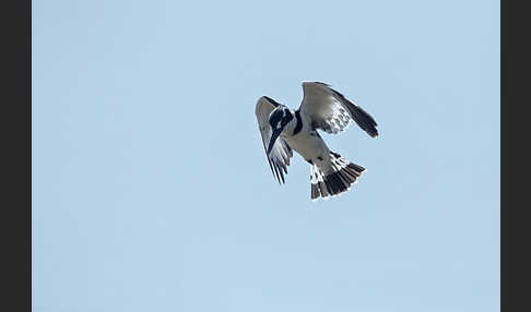 Graufischer (Ceryle rudis)