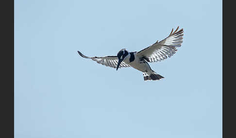 Graufischer (Ceryle rudis)