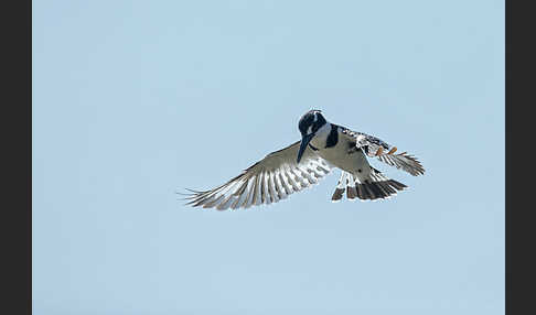 Graufischer (Ceryle rudis)