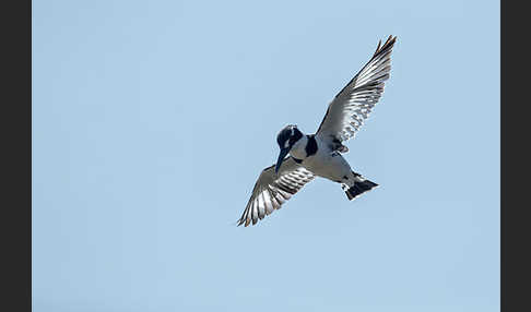 Graufischer (Ceryle rudis)