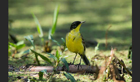 Maskenstelze (Motacilla flava feldegg)