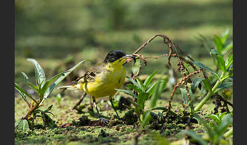 Maskenstelze (Motacilla flava feldegg)