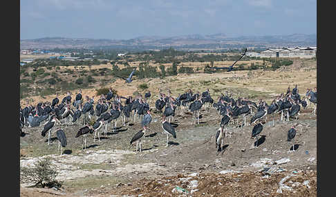 Marabu (Leptoptilos crumiferus)