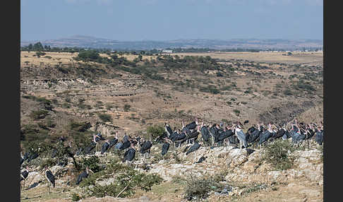 Marabu (Leptoptilos crumiferus)