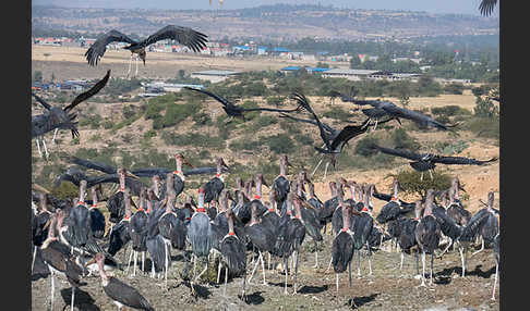 Marabu (Leptoptilos crumiferus)