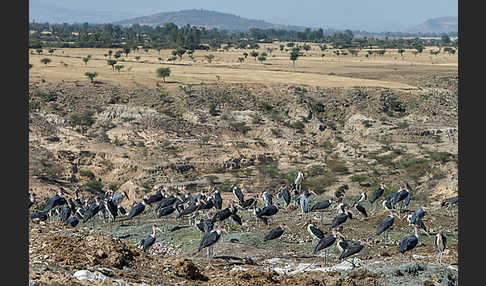 Marabu (Leptoptilos crumiferus)