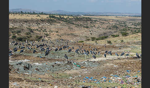 Marabu (Leptoptilos crumiferus)