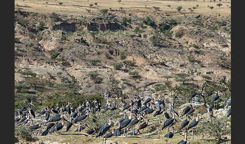 Marabu (Leptoptilos crumiferus)