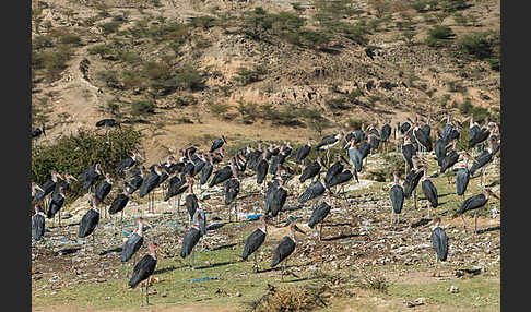 Marabu (Leptoptilos crumiferus)