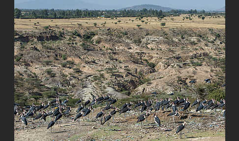 Marabu (Leptoptilos crumiferus)