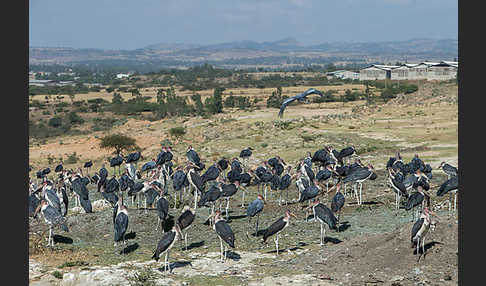 Marabu (Leptoptilos crumiferus)