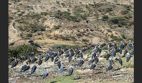 Marabu (Leptoptilos crumiferus)