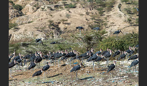 Marabu (Leptoptilos crumiferus)