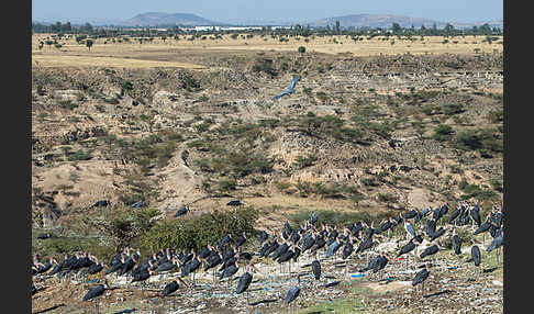 Marabu (Leptoptilos crumiferus)