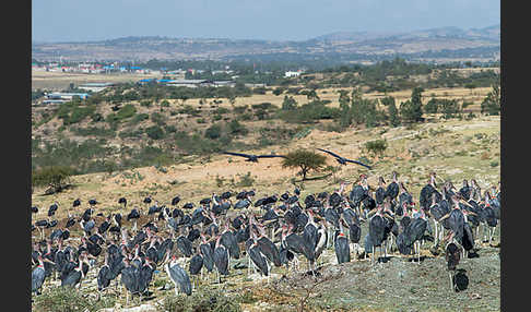 Marabu (Leptoptilos crumiferus)