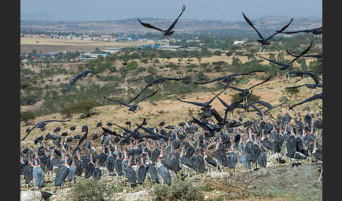 Marabu (Leptoptilos crumiferus)