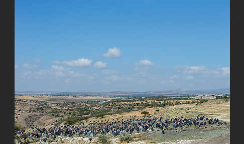 Marabu (Leptoptilos crumiferus)