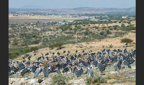 Marabu (Leptoptilos crumiferus)