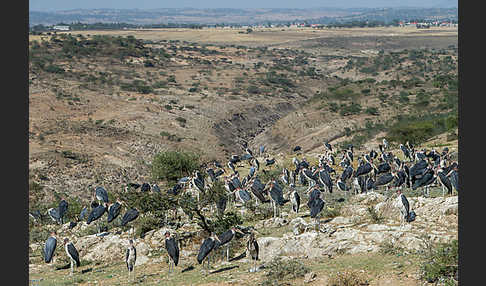 Marabu (Leptoptilos crumiferus)